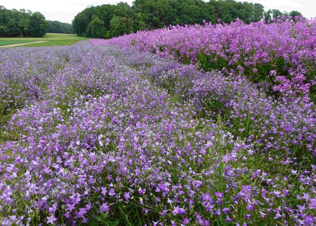 Dieses Bild hat ein leeres Alt-Attribut. Der Dateiname ist kkl_Vermehrung-von-Glockenblumen-und-Nachtviolen-in-Blaufelden-1024x732.jpg